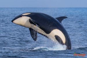Killer Whales near Orange County - Orange County Outdoors